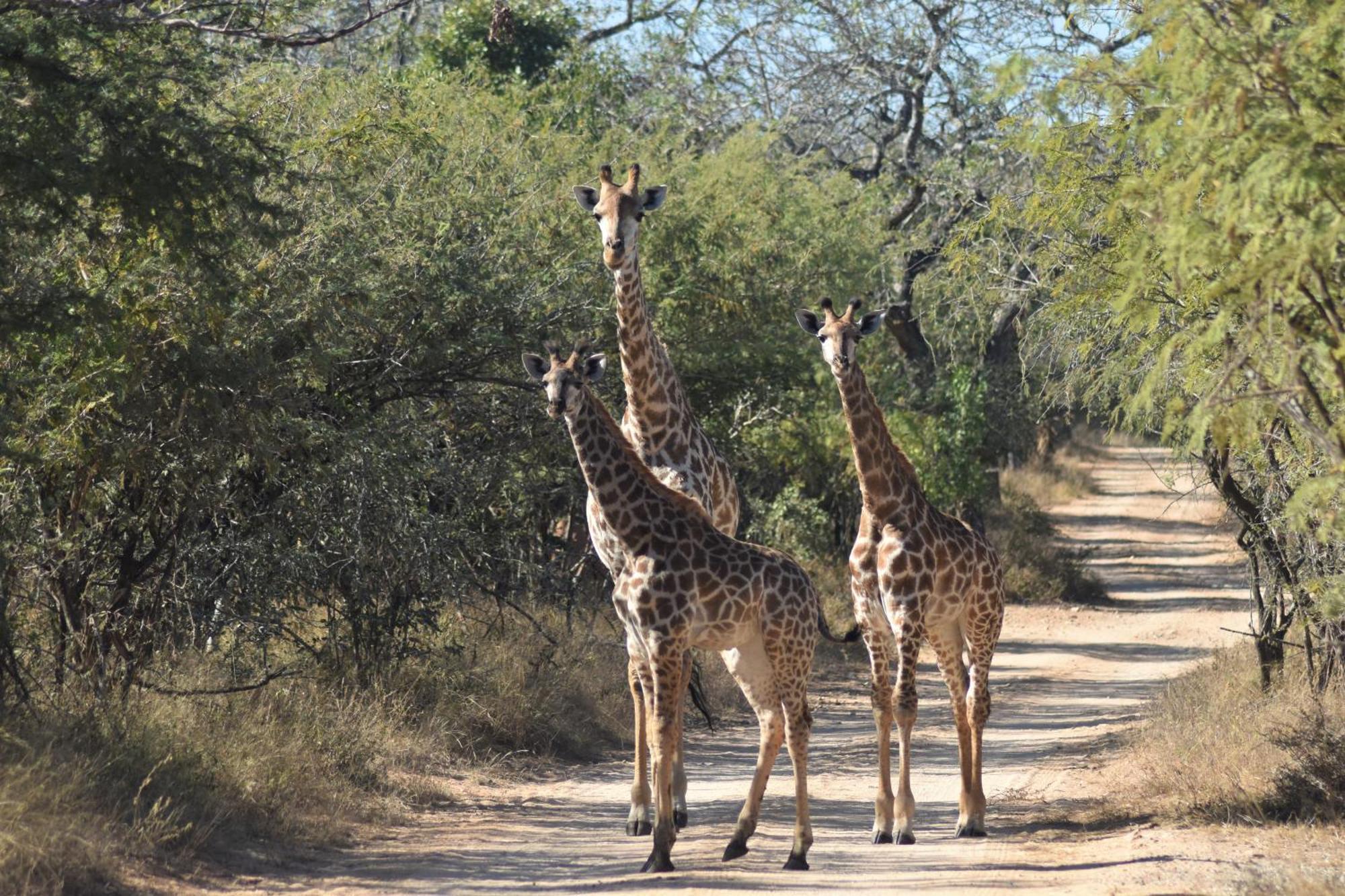 The Baobab Bush Lodge And Villa Hoedspruit Exteriör bild