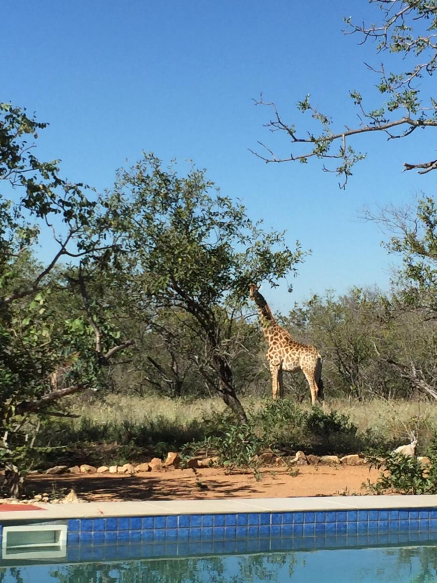 The Baobab Bush Lodge And Villa Hoedspruit Exteriör bild