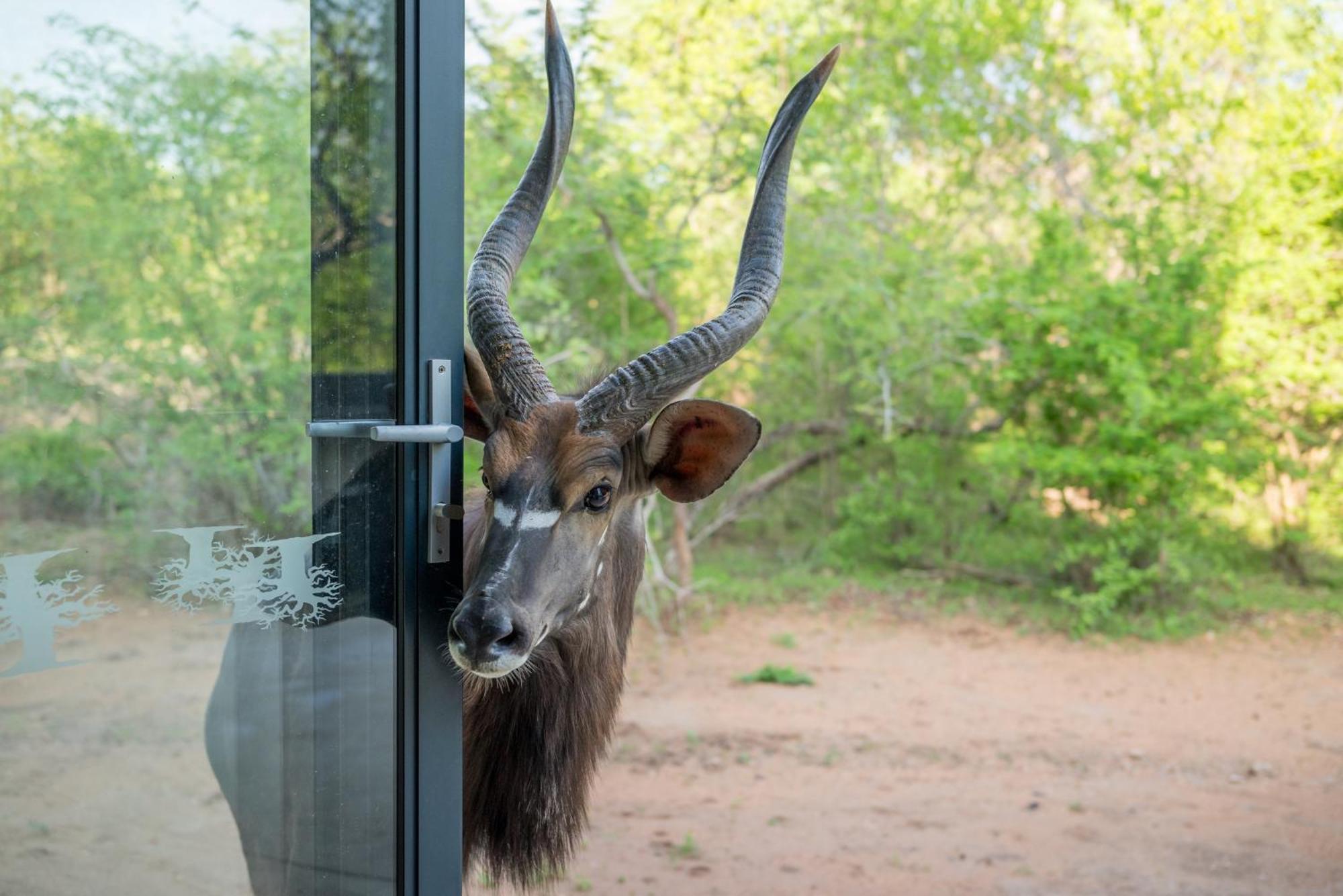 The Baobab Bush Lodge And Villa Hoedspruit Exteriör bild